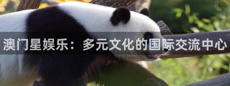 尊龙时凯平台招商：澳门星娱乐：多元文化的国际交流中心